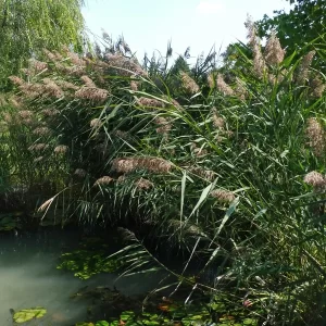 phragmites australis common reed