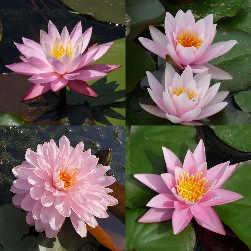 Pink water lilies Aquatic Plants Nursery