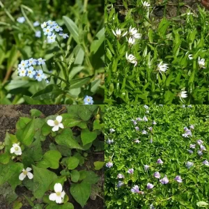 Plants for moist soil