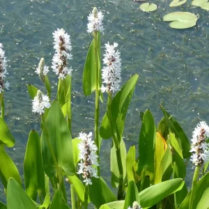 pontederia cordata alba White Pickerel Weed