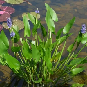 pontederia cordata pickerel weed
