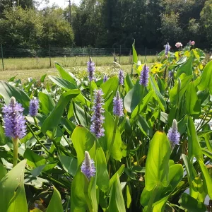 pontederia cordata pickerel weed