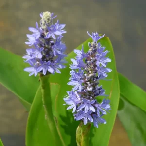 pontederia cordata pickerel weed