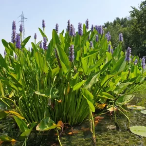 pontederia cordata pickerel weed
