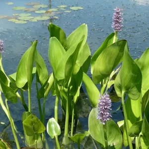 pontederia cordata pink pons Pink Pickerel Weed