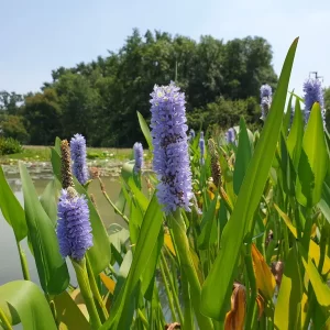 pontederia dilatata Royal Pickerel Weed