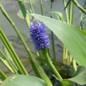 pontederia lanceolata Giant Pickerel Weed