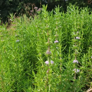 preslia cervina Water spearmint