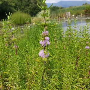 preslia cervina Water spearmint