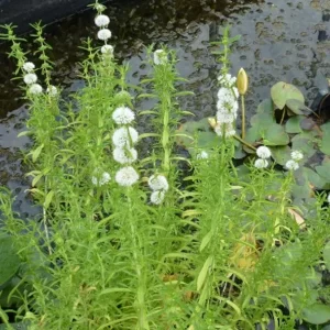 preslia cervina alba White Water Spearmint