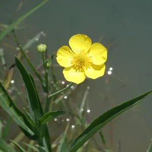 ranunculus lingua greater spearwort