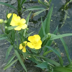 ranunculus lingua greater spearwort