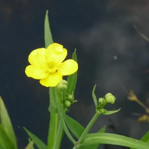 ranunculus lingua greater spearwort