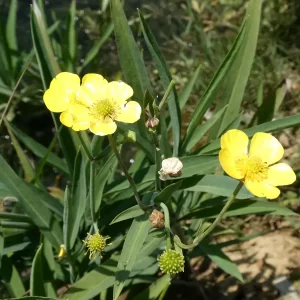 ranunculus lingua greater spearwort