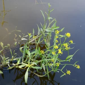 rorippa amphibia Great Yellow Cress