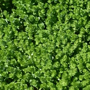 Roundleaf Toothcup Rotala rotundifolia (Roundleaf Toothcup) - Aquatic Plants Nursery