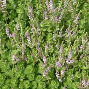 rotala rotundifolia roundleaf toothcup