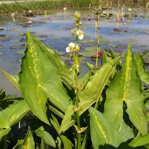 sagittaria australis Appalachian arrowhead longbeak arrowhead