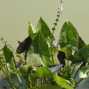 sagittaria australis Silk Stockings Arrowhead