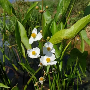 sagittaria japonica Japanese Arrowhead