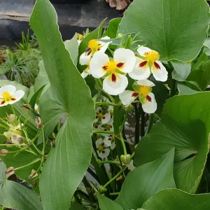 sagittaria montevidensis Giant Arrowhead