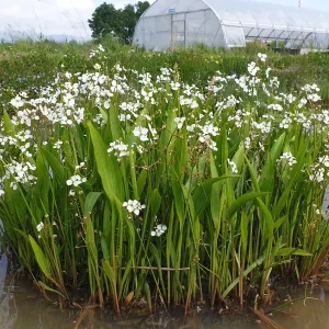 sagittaria platyphylla delta arrowhead