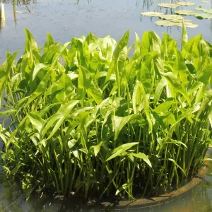 sagittaria sagittifolia Arrowhead