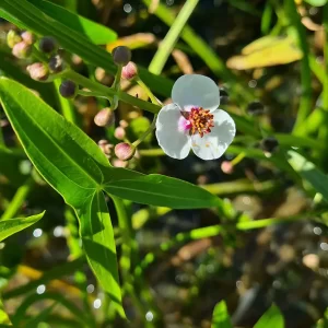 sagittaria sagittifolia Arrowhead