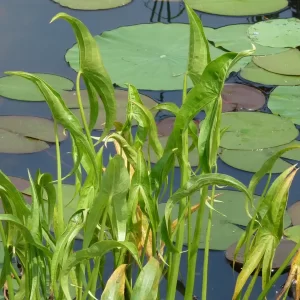 sagittaria sagittifolia Arrowhead