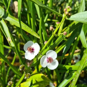 sagittaria sagittifolia Arrowhead