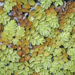 salvinia auriculata eared watermoss