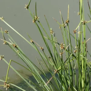 schoenoplectiella mucronata bog bulrush