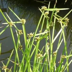 schoenoplectiella mucronata bog bulrush