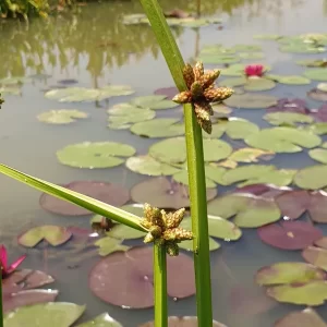 schoenoplectiella mucronata bog bulrush
