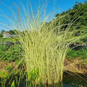 schoenoplectus lacustris albescens White rush