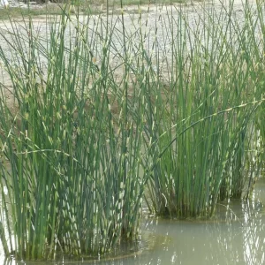 schoenoplectus lacustris zebrinus Zebra rush