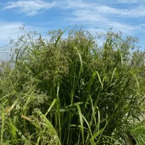 scirpus sylvaticus wood club rush