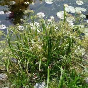 scirpus sylvaticus wood club rush