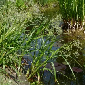 scirpus sylvaticus wood club rush