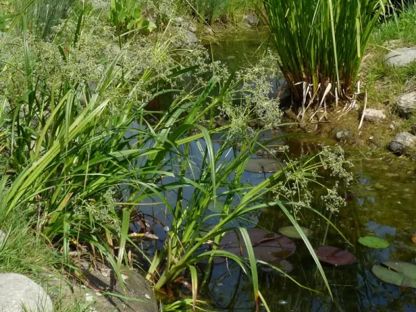 scirpus sylvaticus wood club rush