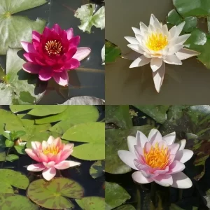 Small or dwarf water lilies