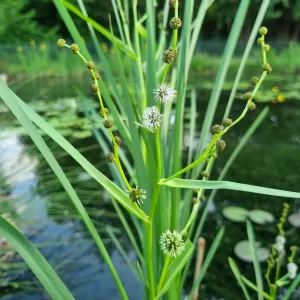 sparganium erectum Branched Bur reed
