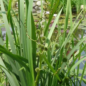 sparganium erectum Branched Bur reed