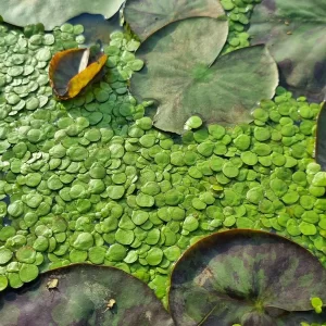 spirodela polyrhiza greater duckweed
