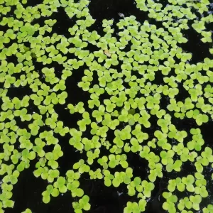 spirodela polyrhiza greater duckweed