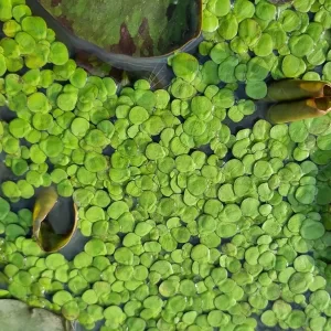 spirodela polyrhiza greater duckweed