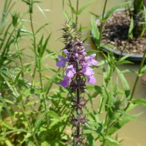 stachys palustris marsh woundwort marsh hedgenettle