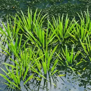 stratiotes aloides Water Soldier water pineapple