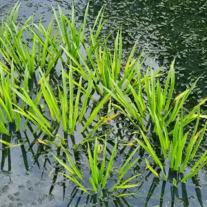 stratiotes aloides Water Soldier water pineapple