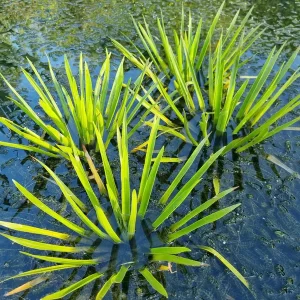 stratiotes aloides Water Soldier water pineapple